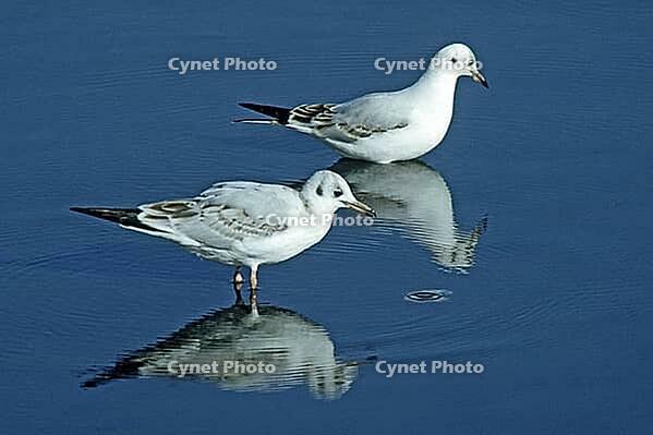 Black-headed gull, Larus ridipundus, Black-headed Black-headed Gull [IBR124602602]