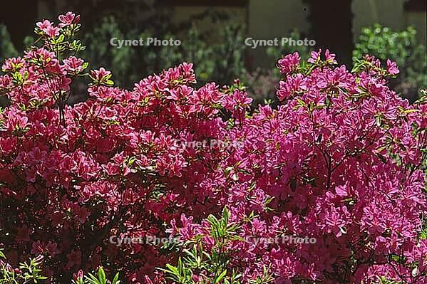 Rhododendron hybrid [IBR124602604]