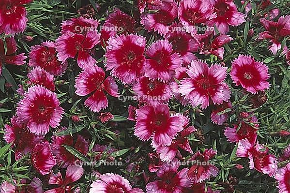 Dianthus chinensis 'Parfait Rapsberry', carnation [IBR124602606]