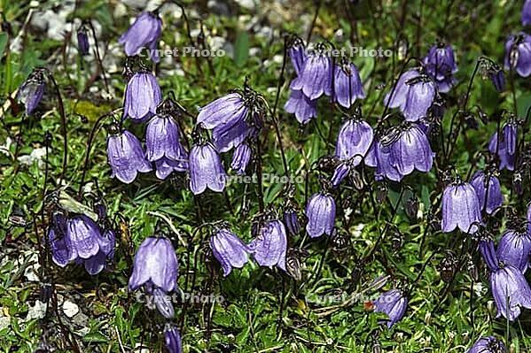 Campanula cochlearifolia, dainty bellflower [IBR124602607]
