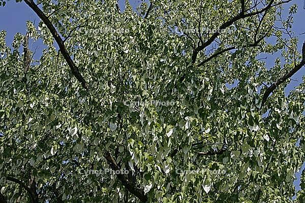 Davidia involucrata, the dove tree, also a handkerchief tree, is originally from China. The white, showy flowers appear in May [IBR124602608]