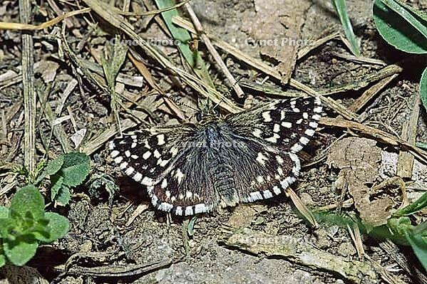 Pyrgus malvae, mallow cube butterfly [IBR124602609]