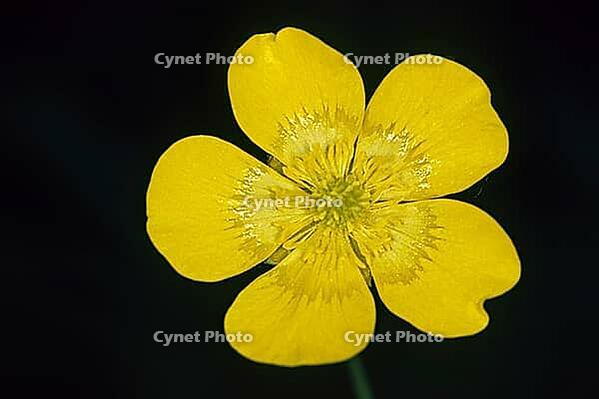 Ranunculus acris, sharp buttercup [IBR124602611]