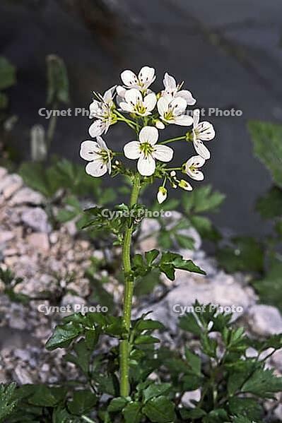 Cardamine amara, bitter foam herb [IBR124602612]