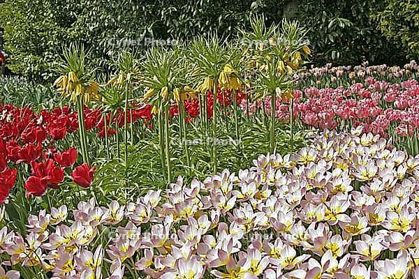 Tulipa 'Liliac Wonder', Bakeri Tulip [IBR124602613]