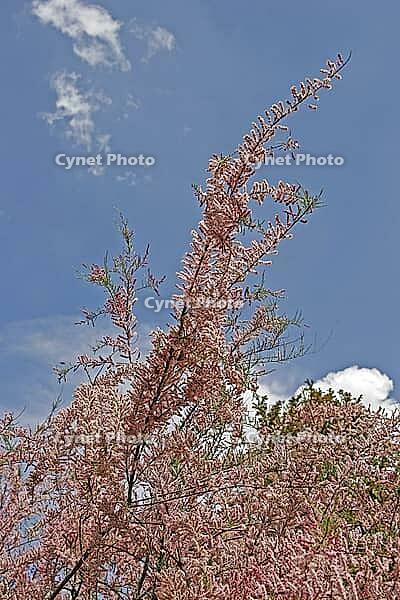 Tamarix ramosissima (var. rubra), tamarisk [IBR124602614]