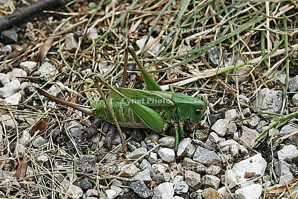 Decticus verrucivorus, wart biter, female [IBR124602615]