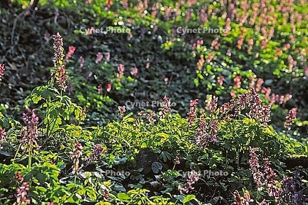 Corydalis cava, hollow lark spur [IBR124602616]