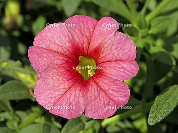 Petunia calibrachea-Hybride 'Carillon', hanging petunia (balcony plant) [IBR124602617]