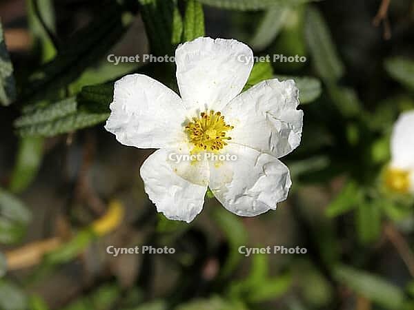 Cistus monspeliensis, Montpellier cistus [IBR124602618]