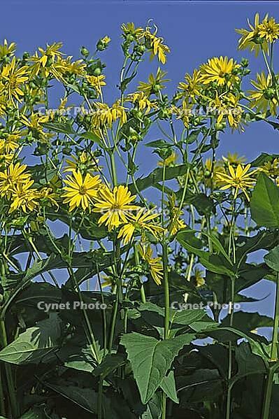 Silphium perfoliatum, daisy [IBR124602619]