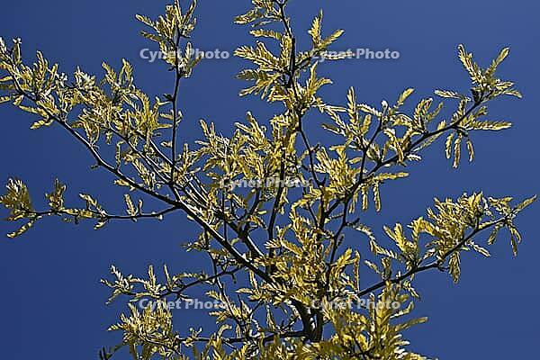 Gleditsia triacanthos' Sunburst ', leather husk tree [IBR124602620]