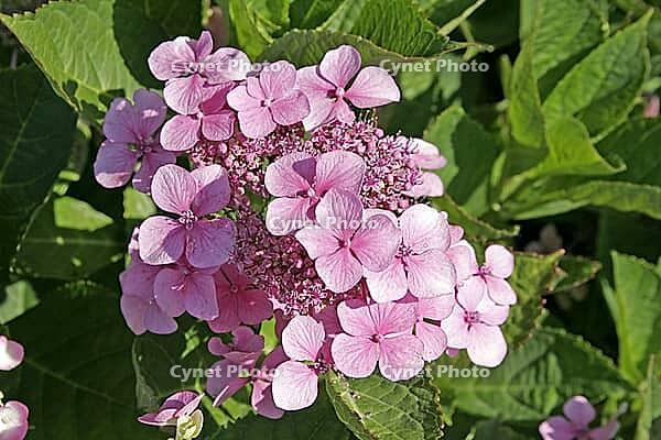 Hydrangea macrophylla, hydrangea [IBR124602621]