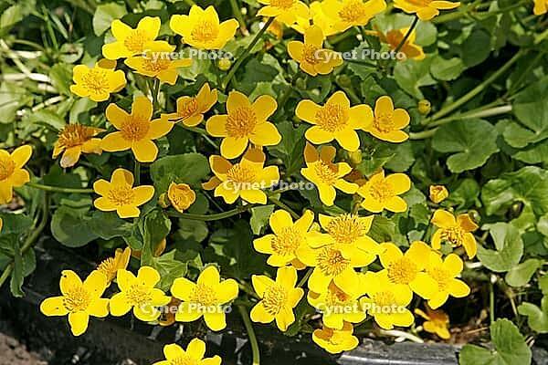 Caltha palustris, marsh marigold [IBR124602622]