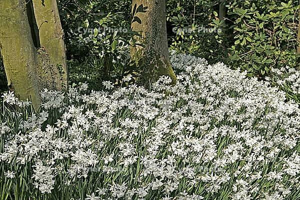 Narcissus' Thalia ', daffodil, Easter bell [IBR124602623]