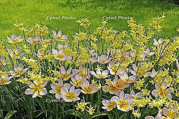 Tulipa 'Liliac Wonder', Bakeri Tulip, Narcissus' Hawena ' [IBR124602625]