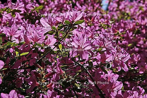 Rhododendron hybrid, Japanese azalea [IBR124602626]