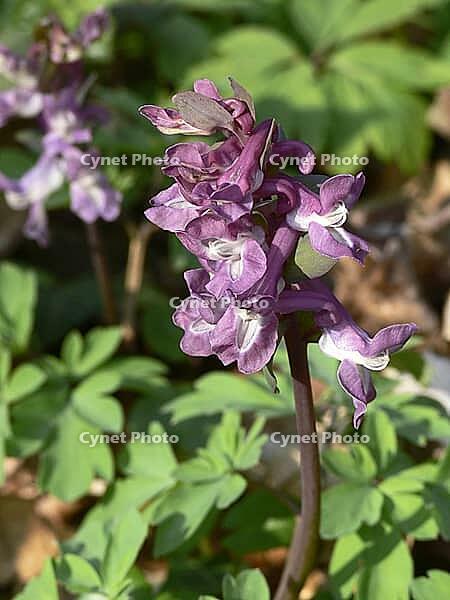 Corydalis cava, hollow lark spur [IBR124602627]
