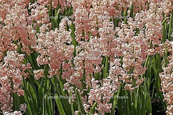 Hyacinthus 'Lady Derby, 'hyacinth [IBR124602628]