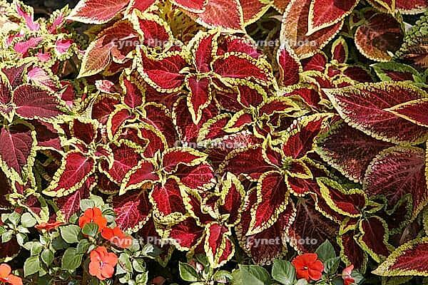 Coleus flower mei hybrid, coleus [IBR124602629]