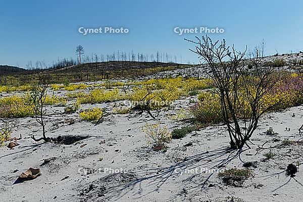 Former forest fire area, first flowers bloom, near Nazare, Regiao do Centro, Portugal [IBR124602630]