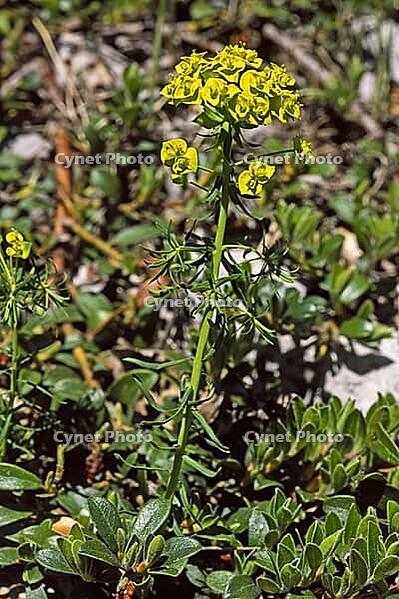 Euphorbia cyparissias, cypress milkweed [IBR124602631]