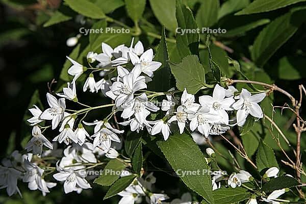 Deutzia gracilis, dainty deutzie, mayflower bush [IBR124602632]