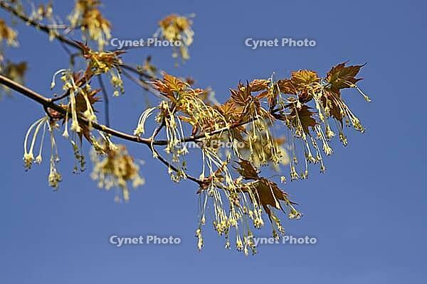 Acer saccharum, sugar maple [IBR124602633]