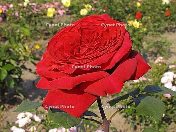 Rosa 'Fragrance Festival' [IBR124602634]