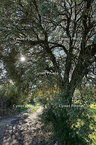 Holm oak (Quercus ilex) against the light, Loureira, Leiria district, Portugal [IBR124602635]