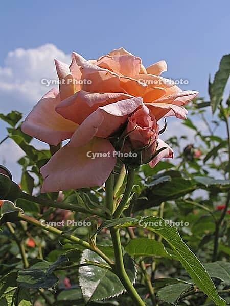 Pink 'Baroque' [IBR124602636]