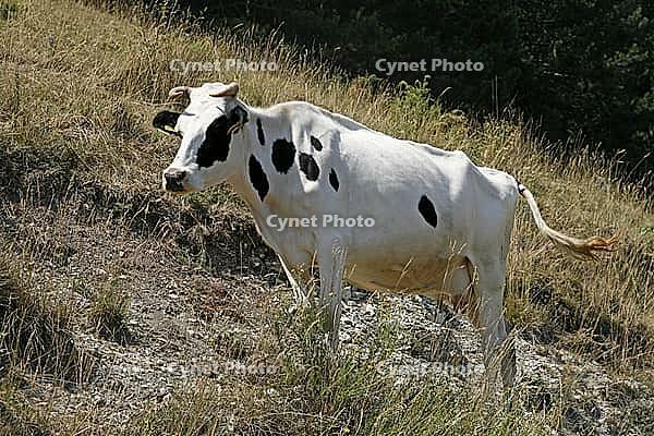 White cow on the mountainside [IBR124602637]