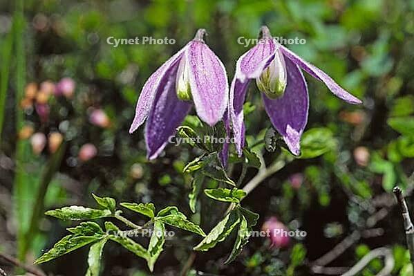 Clematis alpina, alpine vine [IBR124602638]