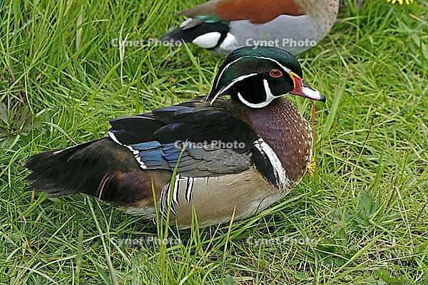 A colorful male bridal duck, Aix sponsa. It is originally from North America and is often kept as ornamental poultry - Wood duck or Carolina duck [IBR124602639]