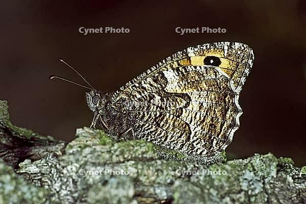 Hipparchia semele, Ochre-banded Velvet Butterfly (Rust-banded) [IBR124602640]
