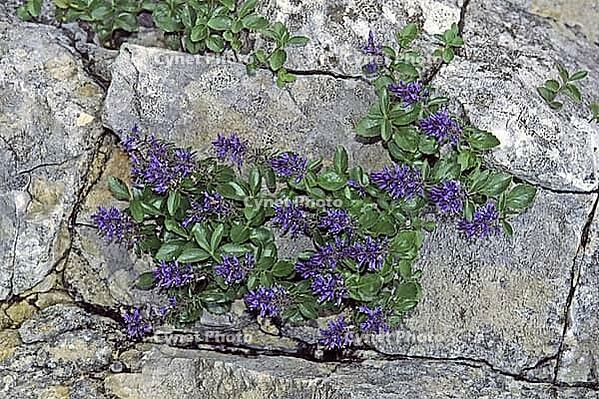 Paedorota bonarota, Blaues Mänderle [IBR124602641]