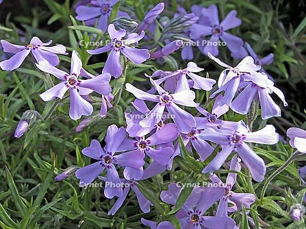 Phlox subulata, carpet phlox (pink) [IBR124602642]