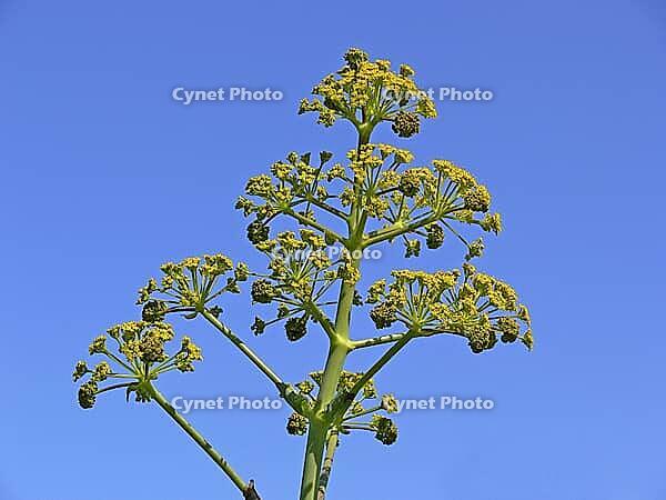Ferula communis, common stick herb, common rod herb [IBR124602643]