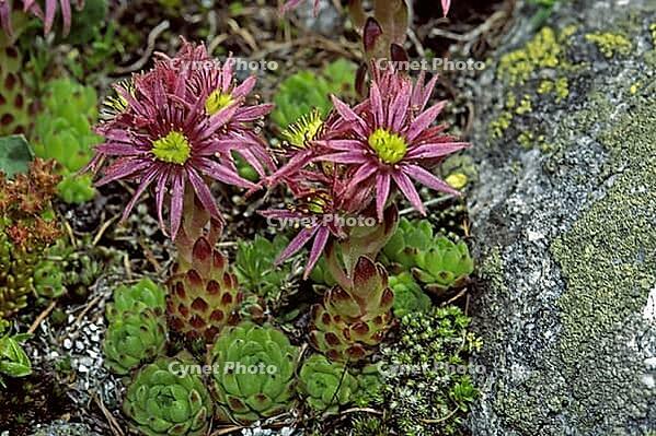 Sempervivum montanum, mountain houseleek [IBR124602644]