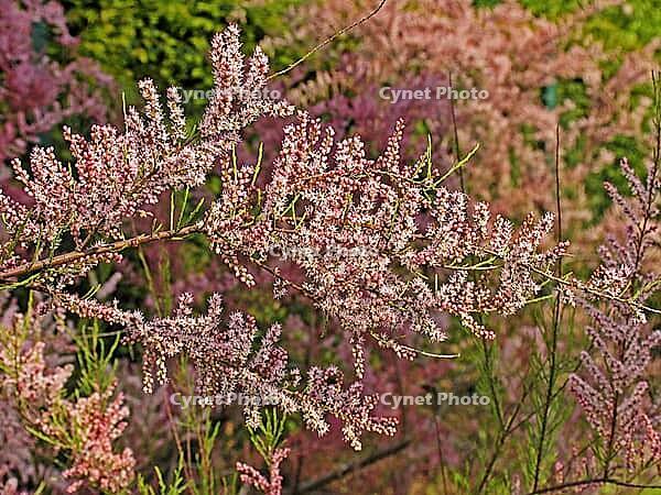 Tamarix ramosissima (var. rubra), tamarisk [IBR124602645]
