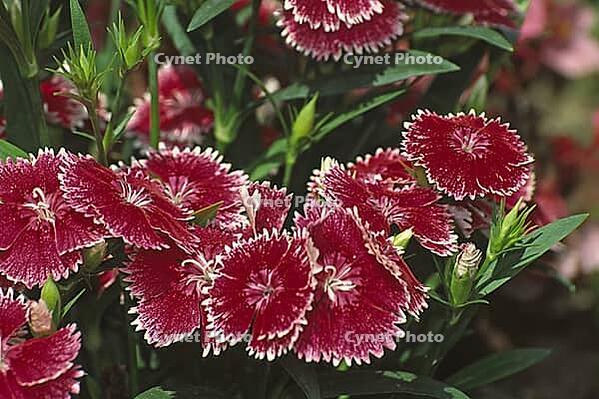 Dianthus chinensis 'Parfait Rapsberry', carnation [IBR124602646]