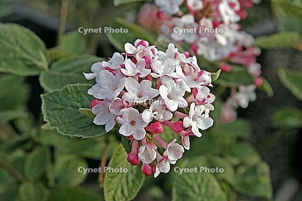 Viburnum carlesii 'Aurora', Fragrant snowball [IBR124602647]