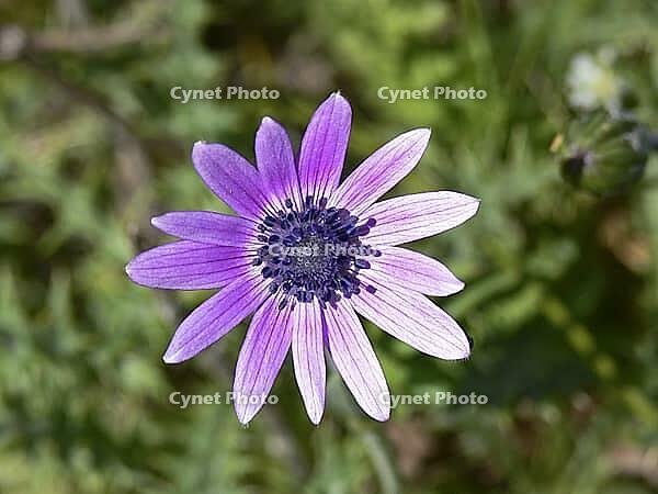 Anemone hortensis, star anemone [IBR124602648]