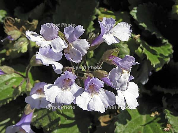 Haberlea rhodopensis (alpine flower) [IBR124602649]