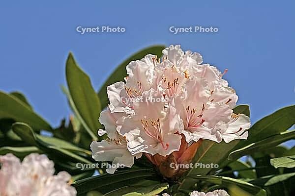 Rhododendron flowers [IBR124602650]