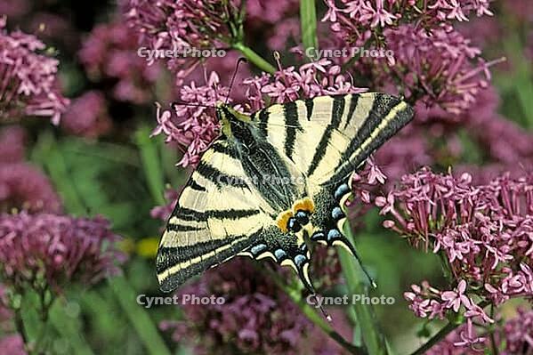 Iphiclides podalirius, sailing butterfly [IBR124602651]