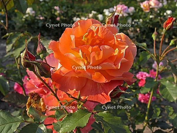 Rosa 'Westerland', shrub rose, cord 1969, golden yellow-orange-red, apricot [IBR124602652]
