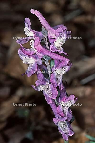 Corydalis cava, hollow lark spur [IBR124602653]
