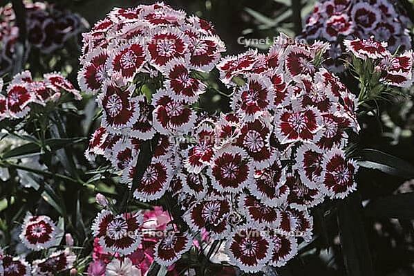 Dianthus barbatus, bearded carnation [IBR124602654]