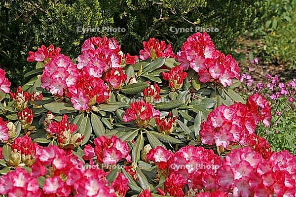 Rhododendron yakushimanum 'Fantastica' [IBR124602655]